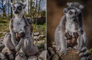 Twin Ring-Tailed Lemur Babies Born at UK Zoo, Monkeys as Small as Tennis Balls