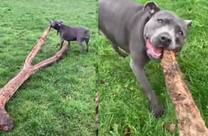Beagle Finds a Stick and Is Extremely Happy, Owner Sees It: It's a Tree!