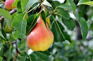 Rural Essays: The Sour Pear Tree in My Yard