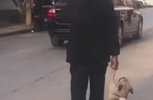 Grandma Forgot the Leash, Gently Raising the Dog's Gaze