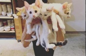 Proposal Methods That Are Irresistible, Warm Man Holds Cats as Bouquet to Propose to His Beloved