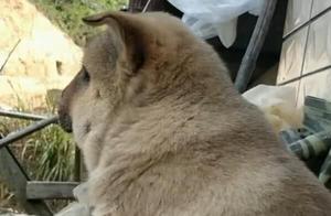 Dog Stung on Head by Hornets, Owner Finds It Strange, Takes a Photo and Posts It on WeChat to Ask!
