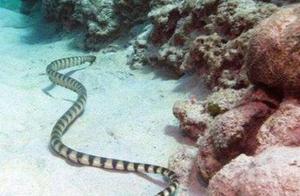Top 10 Most Poisonous Snakes in the World: Sea Snakes Release Venom 8 Times That of Cobra (Deadly)