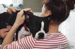 Do Dogs Raised from Puppyhood Consider Their Owners as Mothers? Let's See If They Exhibit These Behaviors?