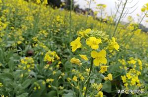 Fangcheng Port's Leak Village: Golden Rapeseed Flowers in Full Bloom in March