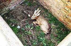 Poor! Small Kobi Antelope with Broken Right Front Leg Enters Villager's Home; Villagers Rescue