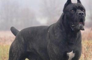 Top 10 Most Dangerous Dog Breeds Worldwide
