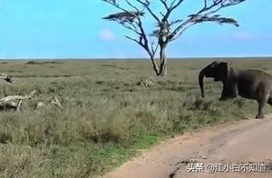 The Elephant Was Amazingly Attracted by a Lion on a Tree; The Lion's Actions Created a Miracle