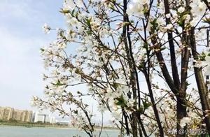 Cherry Blossoms by Lian Shan Lake in Quzhou – The Blossoms Have Bloomed on the Branches, Beautiful Petals Floating in the Breeze!
