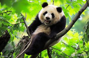 Mom Told Me: Why Do Giant Pandas Like to Eat Bamboo? Do You Know?