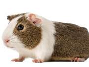 Suitable for Beginners: The Distant Relatives of Hamsters - Such Adorable 'Netherland Dwarf Pigs'