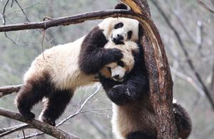 Qinling Giant Pandas Playing in the Rain