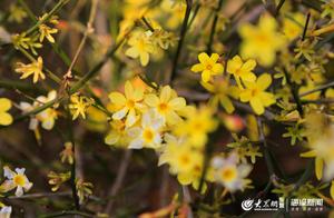 Dongying Spring Blossoms, Willows Turn Green - A Time of Limitless Beauty