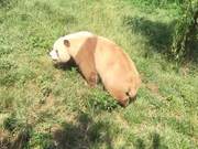 Successful Natural Breeding of Captive Male Giant Panda 'Qiqi'