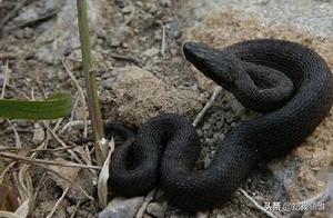 What is the Ink Snake Like? Did the Ink Snake Really Exist in Reality?