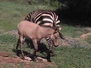 Kenyan Zebra Girl and Donkey Fall in Love, Produce Rare Foal - What Should It Be Called?