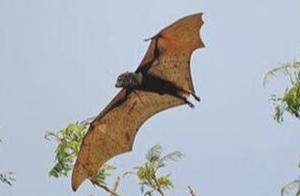 The Largest Flying Mammal in the World, the Flying Squirrel, Can Glide Over 90 Meters