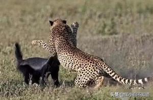 Can Honey Badgers Beat 'Caracal'? The Answer Might Surprise You