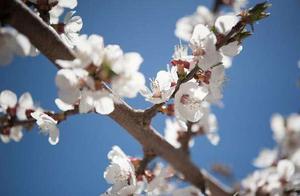 Fragrance of Apricot Blossoms in March