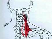 Anatomy of Movement - Latissimus Dorsi (7)