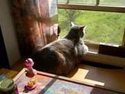Curtains and blinds cannot completely prevent cats from falling out of windows, but paying attention to one detail can avoid harm.