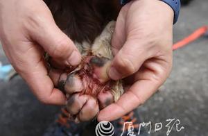 Heartbreaking! At the Hotel Collapse Rescue Site, a 6.5-Year-Old Dog's Paws Were Ripped to Pieces While Saving People...