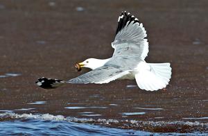 High-Definition Photo Gallery: Siberian Birds Returning to Spring in Zhangjiakou, Hebei