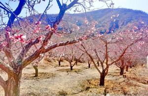 A Thousand Acres of Peach Blossom Paths, Not Returning Without Being Intoxicated