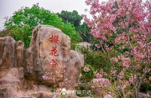 Xiamen’s New and Old Cherry Blossom Valleys: A Spring Exploration Guide