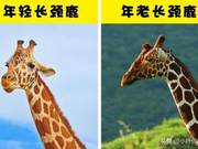 10 Fascinating Giraffe Facts You Probably Didn't Know