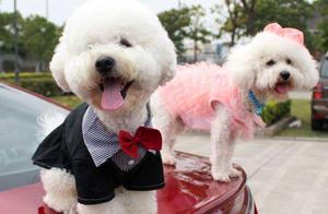 Should You Choose a Male or Female Pomeranian?