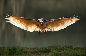 Dubbed the ‘Oriental Gem’, the ‘Ancient Bird’ – an avian species dating back nearly 6000 million years – nearly went extinct but has experienced a ‘rebirth’ after ‘protection’ and ‘breeding’ efforts.
