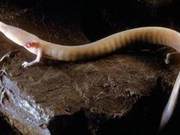 Dragon Discovered on Kunlun Mountain: Similarity Rate Exceeds 90%, Can Live to 100 Years!