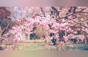 Ten Thousand Square Meters of Cherry Blossoms in Full Bloom: Shizicheng Park Adorns Itself with "Floral Dresses"