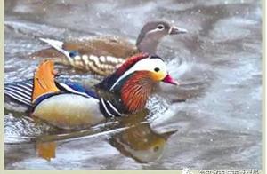 First Batch of Over 50 Mandarin Ducks Return Early, 'Lavish' Living: Ducks Treated to Luxury Homes and Fine Dining