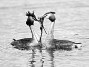 Courtship of Tufted Ducks on the Rejecting Horse River