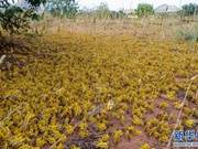 Locust Swarms Ravage Kenya