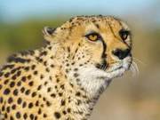 What are ‘’ (Leopards)? Flower Leopards, Cheetahs, American Leopards – Easily Distinguishable?