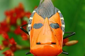 Biodiversity Encyclopedia: Stick Insects – Red Hidden Hawkfly: Do You See Who I Look Like?