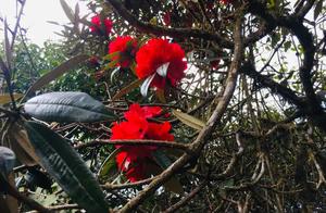 Magnificent Horse-Chestnut Blossoms in Gaoligong – The Peak of Spring's Beauty
