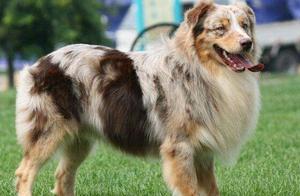 World Famous Dog No. 49 – Beautiful Australian Cattle Dog. After seeing it, maybe don't adopt a dog.