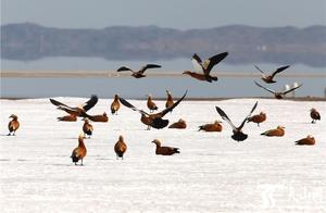 Bailin County: Migratory Birds Fill the Spring Grassland