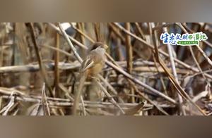 Ecological Civilization Wetlands: Stunning Wetland Scenery Captivates Visitors; Birds Build Nests in the Branches