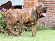 The Most Fierce Mastiff in the World, Brazilian Mastiff, Powerful and Bold
