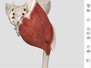 Anatomy of Exercise - Gluteus Maximus (13)