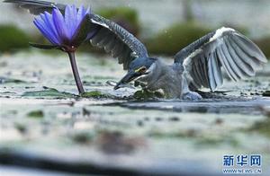 Green Heron in the City