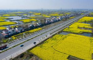 Cloud Viewing Flowers: Abundant Spring Vibe in March, Rapeseed Flowers Bloom