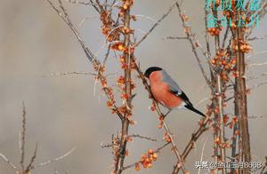 Bird Questioning - Crimson Siskin