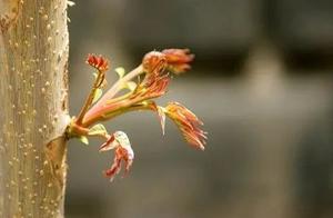 How to Eat Fragrant Sprouts Safely?