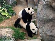 Hong Kong Ocean Park's Two Giant Pandas Successfully Breed Naturally, Expected to 'Have a Baby' This Year